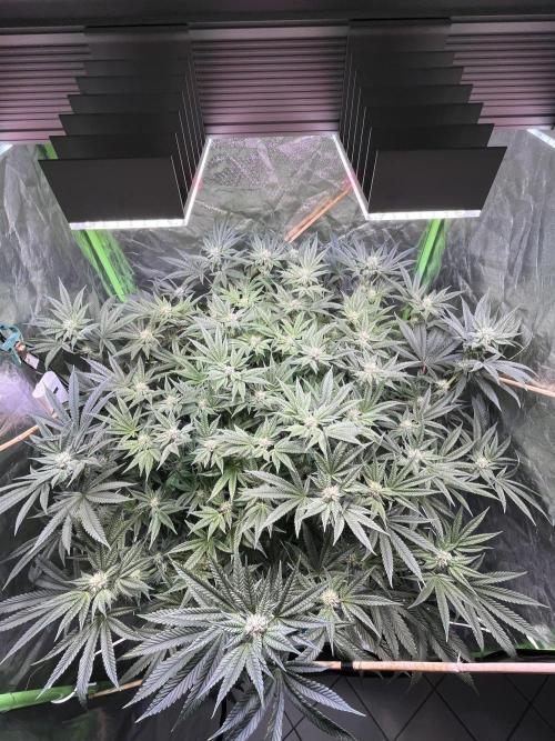 Lemon Cherry Gelato/ feminized. Week 11