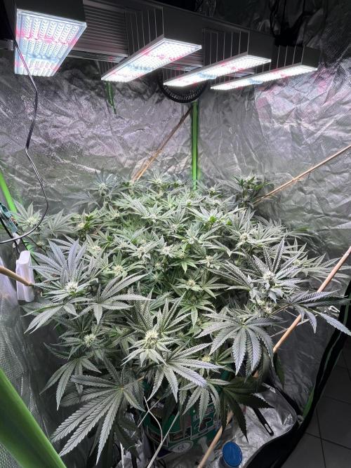 Lemon Cherry Gelato/ feminized. Week 11