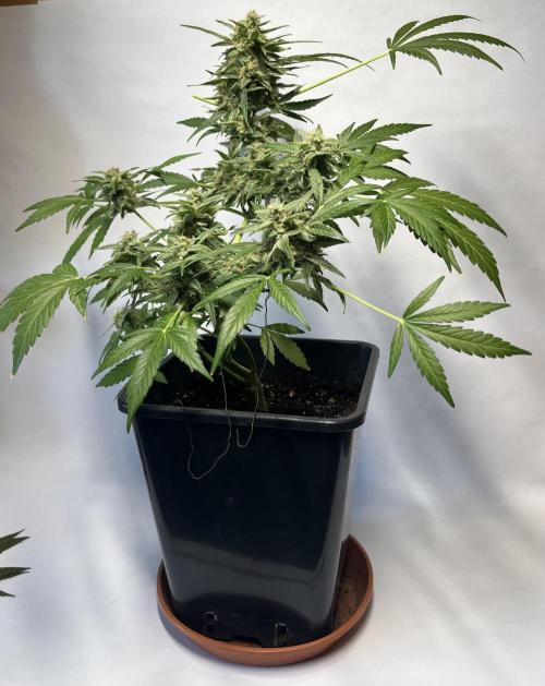 Herma/Diesel-Milkyway/Diesel-GrapeApe. Week 10 - Hermaphrodite Diesel- Grape Ape F1