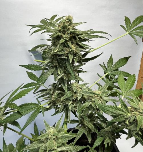Herma/Diesel-Milkyway/Diesel-GrapeApe. Week 10 - Hermaphrodite Diesel- Grape Ape F1