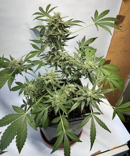 Herma/Diesel-Milkyway/Diesel-GrapeApe. Week 10 - Hermaphrodite Diesel- Grape Ape F1