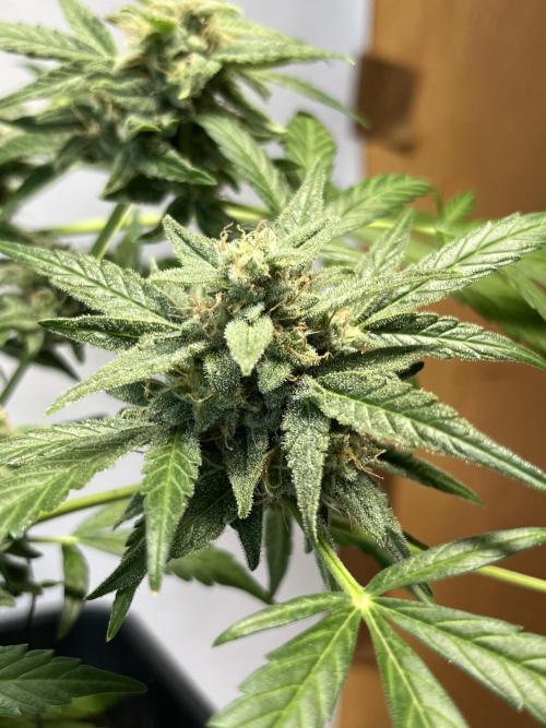 Herma/Diesel-Milkyway/Diesel-GrapeApe. Week 10 - Hermaphrodite Diesel- Grape Ape F1
