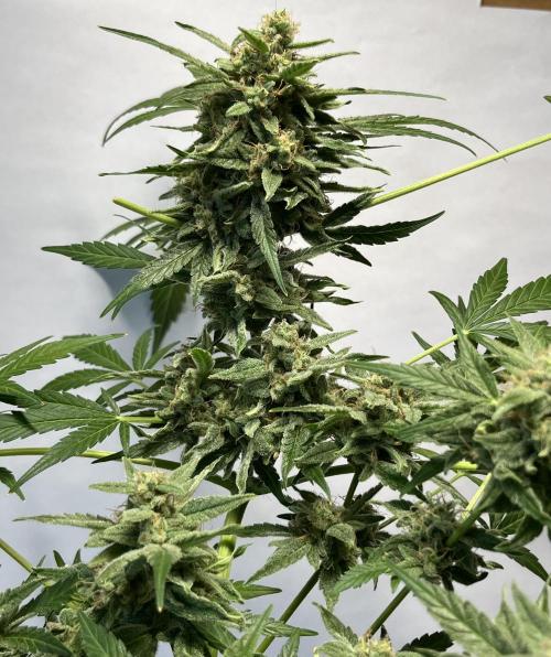 Herma/Diesel-Milkyway/Diesel-GrapeApe. Week 10 - Hermaphrodite Diesel- Grape Ape F1