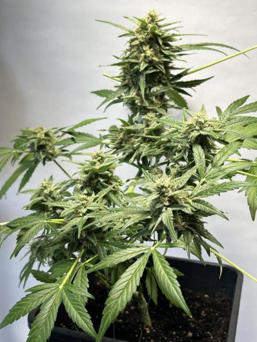 Herma/Diesel-Milkyway/Diesel-GrapeApe. Week 10 - Hermaphrodite Diesel- Grape Ape F1