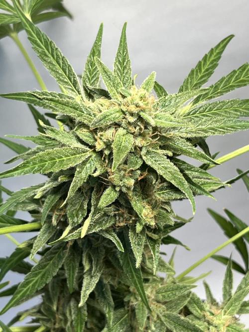 Herma/Diesel-Milkyway/Diesel-GrapeApe. Week 10 - Hermaphrodite Diesel- Grape Ape F1