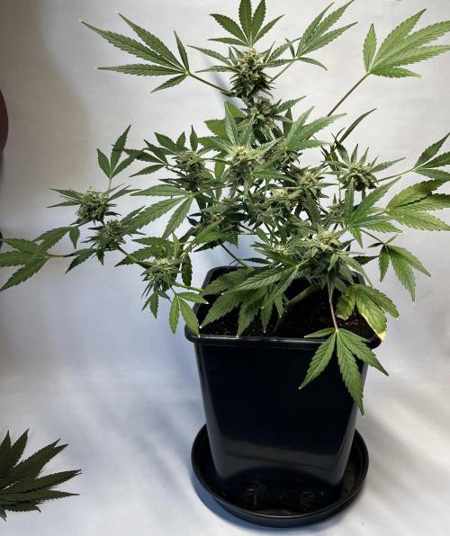 Herma/Diesel-Milkyway/Diesel-GrapeApe. Week 10 - Hermaphrodite Diesel- MilkywayF1