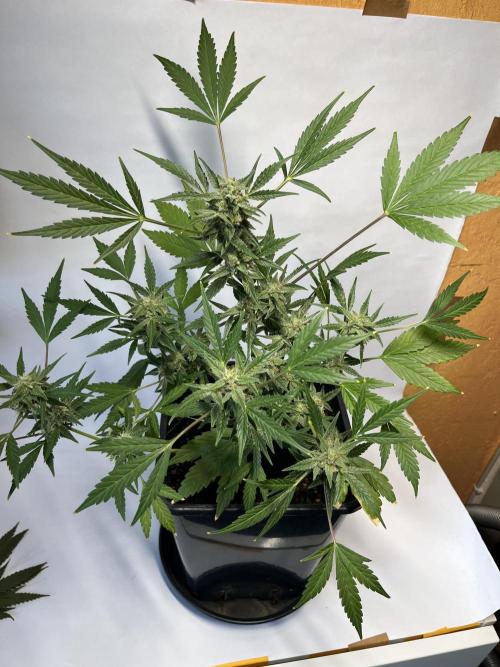 Herma/Diesel-Milkyway/Diesel-GrapeApe. Week 10 - Hermaphrodite Diesel- MilkywayF1