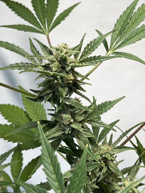 Herma/Diesel-Milkyway/Diesel-GrapeApe. Week 10 - Hermaphrodite Diesel- MilkywayF1