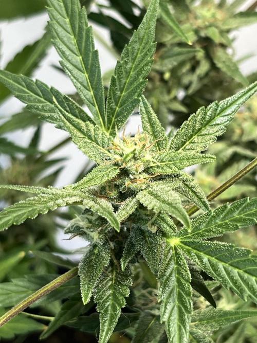 Herma/Diesel-Milkyway/Diesel-GrapeApe. Week 10 - Hermaphrodite Diesel- MilkywayF1