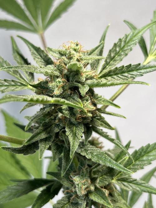 Herma/Diesel-Milkyway/Diesel-GrapeApe. Week 10 - Hermaphrodite Diesel- MilkywayF1