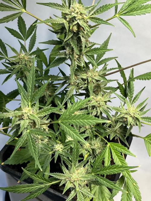 Herma/Diesel-Milkyway/Diesel-GrapeApe. Week 10 - Hermaphrodite Diesel- MilkywayF1