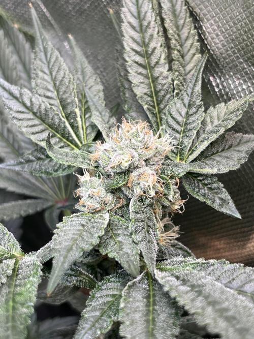 Lemon Cherry Gelato/ feminized. Week 12