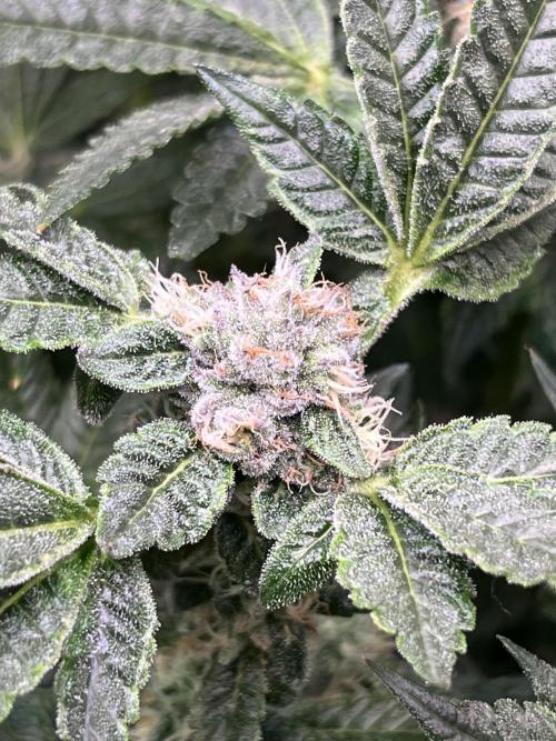 Lemon Cherry Gelato/ feminized. Week 12
