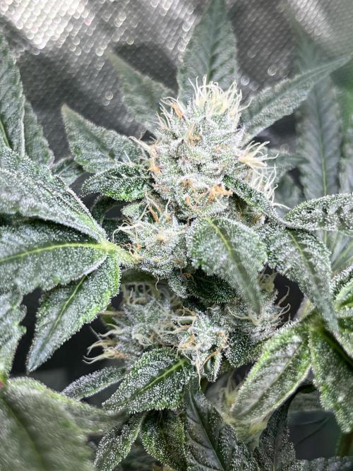 Lemon Cherry Gelato/ feminized. Week 12