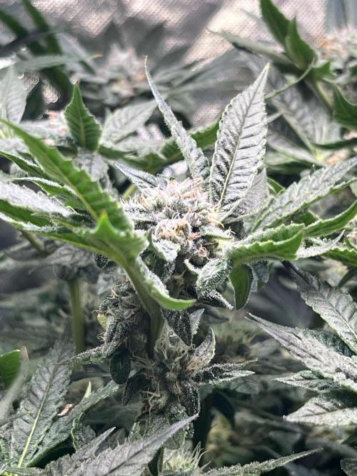 Lemon Cherry Gelato/ feminized. Week 12