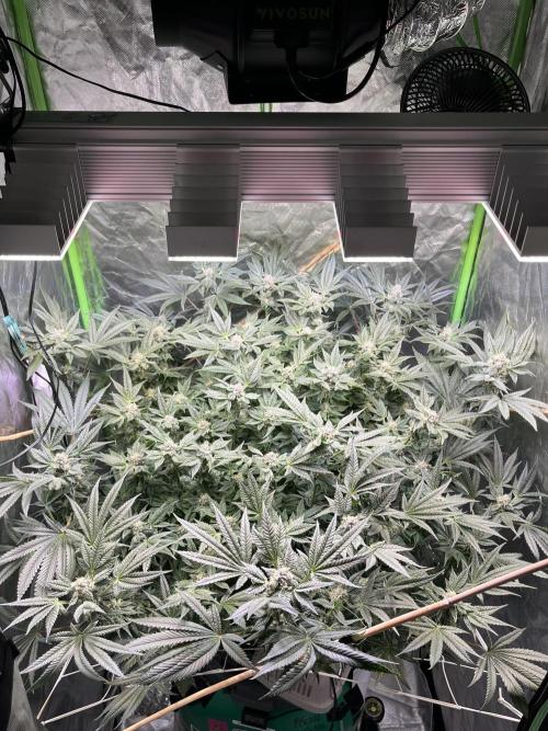 Lemon Cherry Gelato/ feminized. Week 12