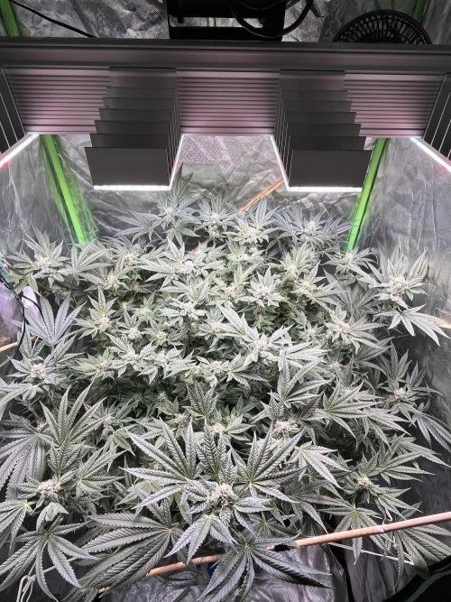 Lemon Cherry Gelato/ feminized. Week 12