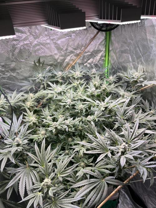 Lemon Cherry Gelato/ feminized. Week 12
