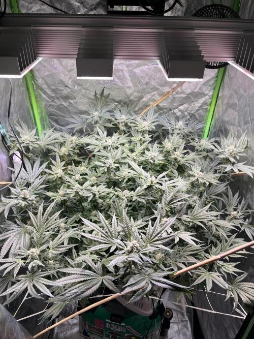 Lemon Cherry Gelato/ feminized. Week 12