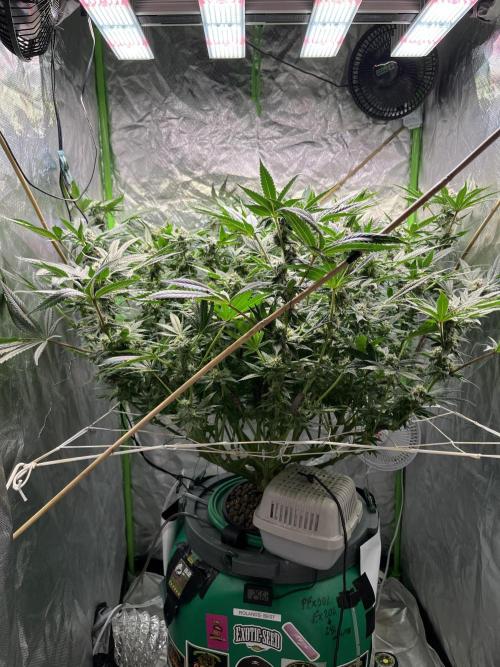 Lemon Cherry Gelato/ feminized. Week 12