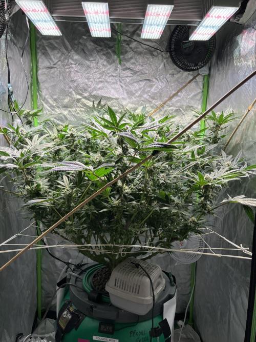 Lemon Cherry Gelato/ feminized. Week 12