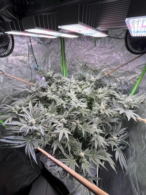 Lemon Cherry Gelato/ feminized. Week 12