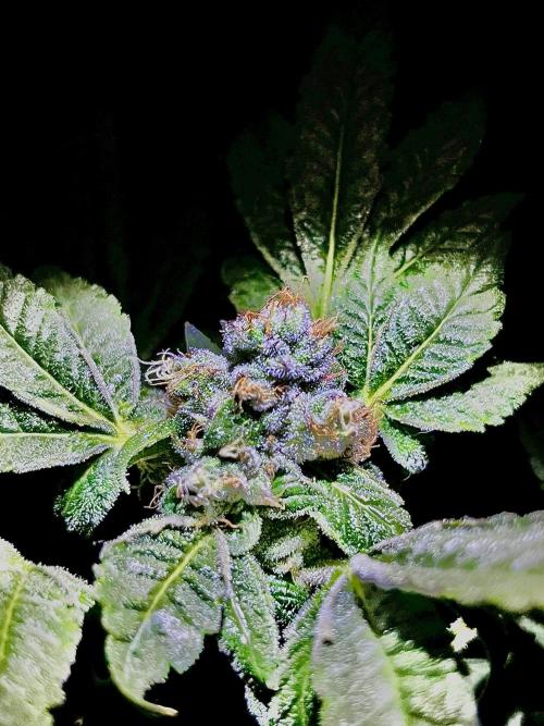 Lemon Cherry Gelato/ feminized. Week 13