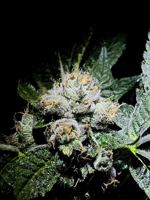 Lemon Cherry Gelato/ feminized. Week 13