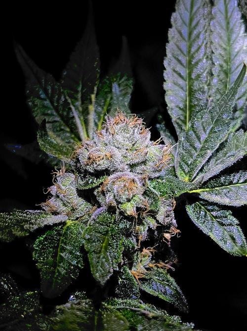 Lemon Cherry Gelato/ feminized. Week 13
