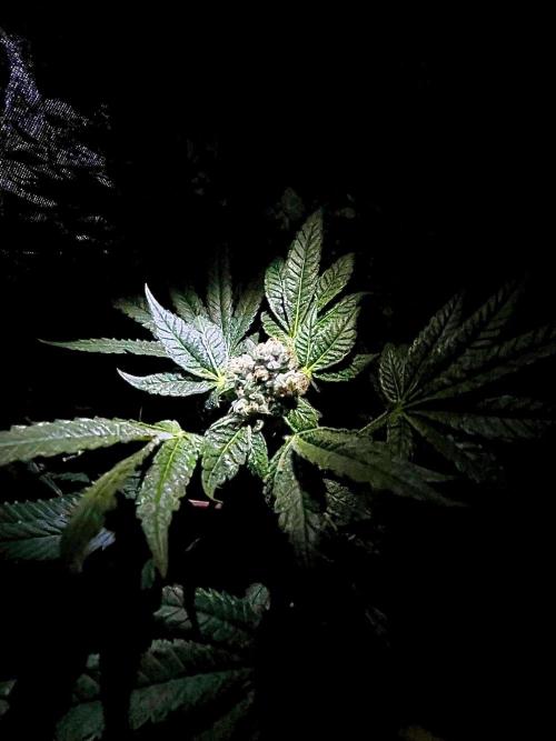 Lemon Cherry Gelato/ feminized. Week 13