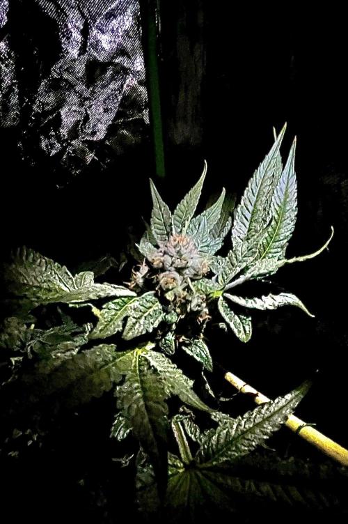 Lemon Cherry Gelato/ feminized. Week 13