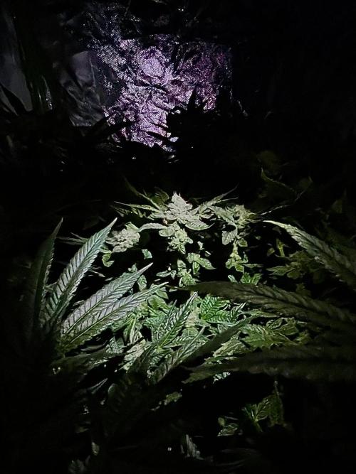 Lemon Cherry Gelato/ feminized. Week 13