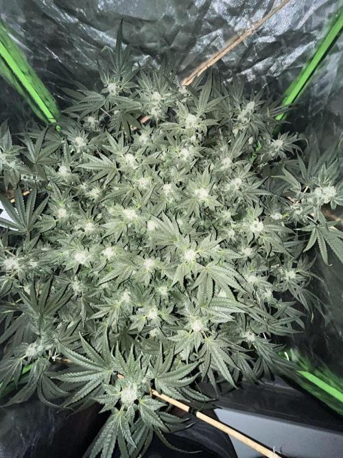 Lemon Cherry Gelato/ feminized. Week 13