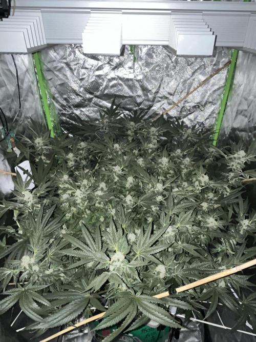 Lemon Cherry Gelato/ feminized. Week 13