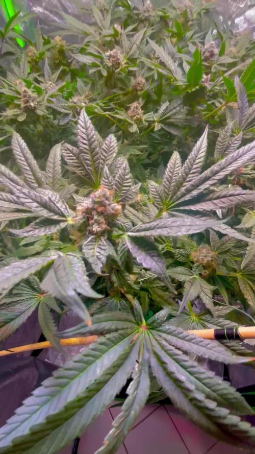 Lemon Cherry Gelato/ feminized