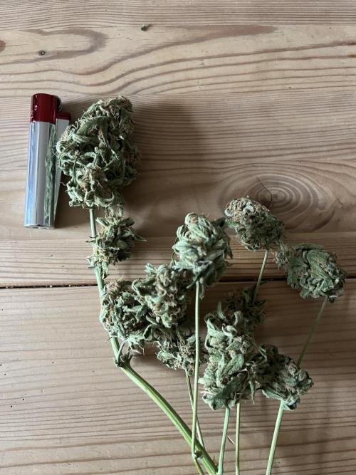 Herma/Diesel-Milkyway/Diesel-GrapeApe. Week 11