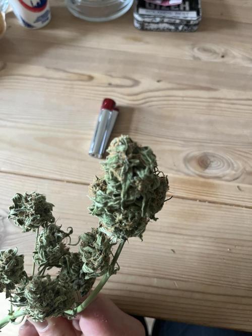 Herma/Diesel-Milkyway/Diesel-GrapeApe. Week 11