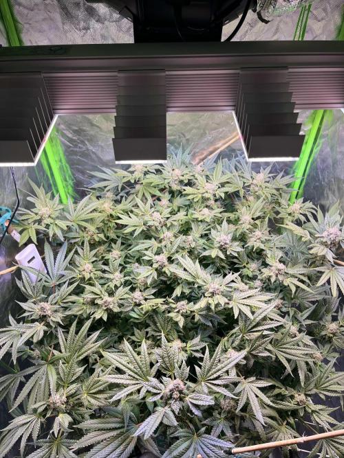 Lemon Cherry Gelato/ feminized. Week 14