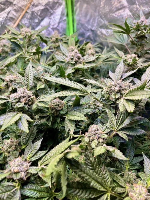 Lemon Cherry Gelato/ feminized. Week 14