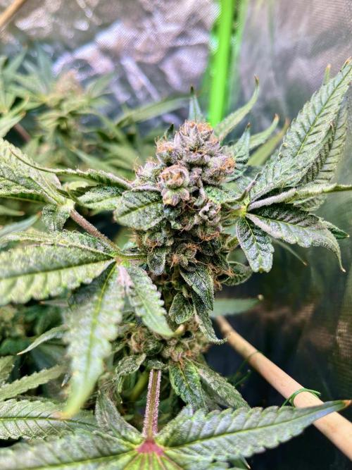 Lemon Cherry Gelato/ feminized. Week 14