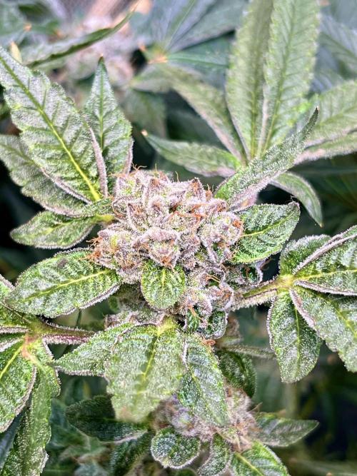 Lemon Cherry Gelato/ feminized. Week 14