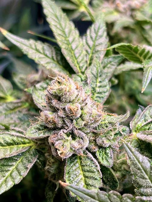 Lemon Cherry Gelato/ feminized. Week 14
