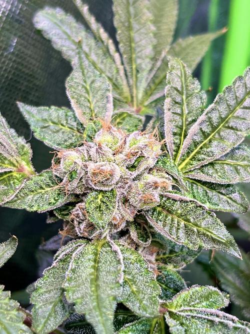 Lemon Cherry Gelato/ feminized. Week 14
