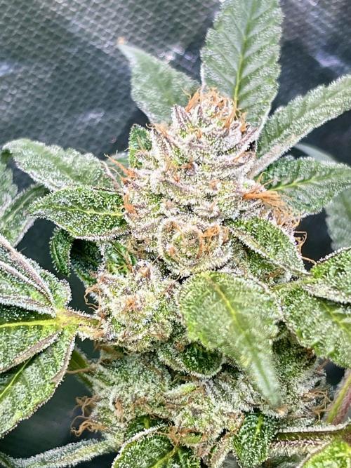 Lemon Cherry Gelato/ feminized. Week 14