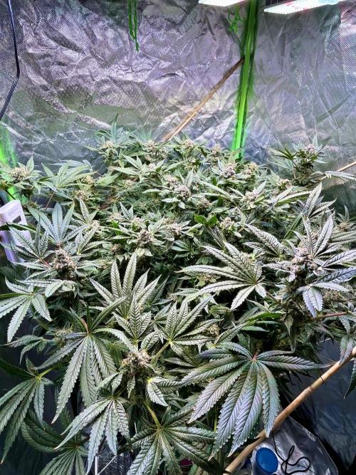 Lemon Cherry Gelato/ feminized. Week 14