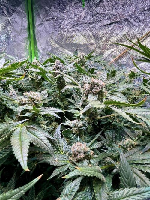 Lemon Cherry Gelato/ feminized. Week 14