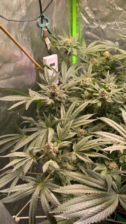 Lemon Cherry Gelato/ feminized