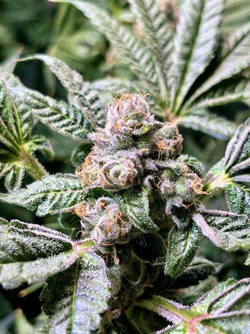 Lemon Cherry Gelato/ feminized. Week 14