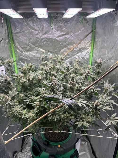 Lemon Cherry Gelato/ feminized. Week 15