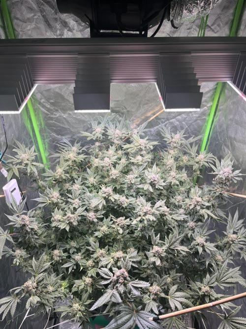 Lemon Cherry Gelato/ feminized. Week 15